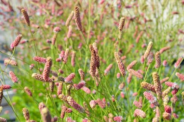 anlegg staudebed blodtopp anlegg staudebed blodtopp